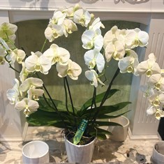 4 stems Orchid 