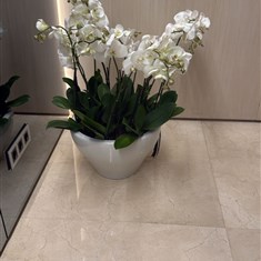 Orchid arrangement 