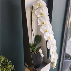 Concorde Orchid